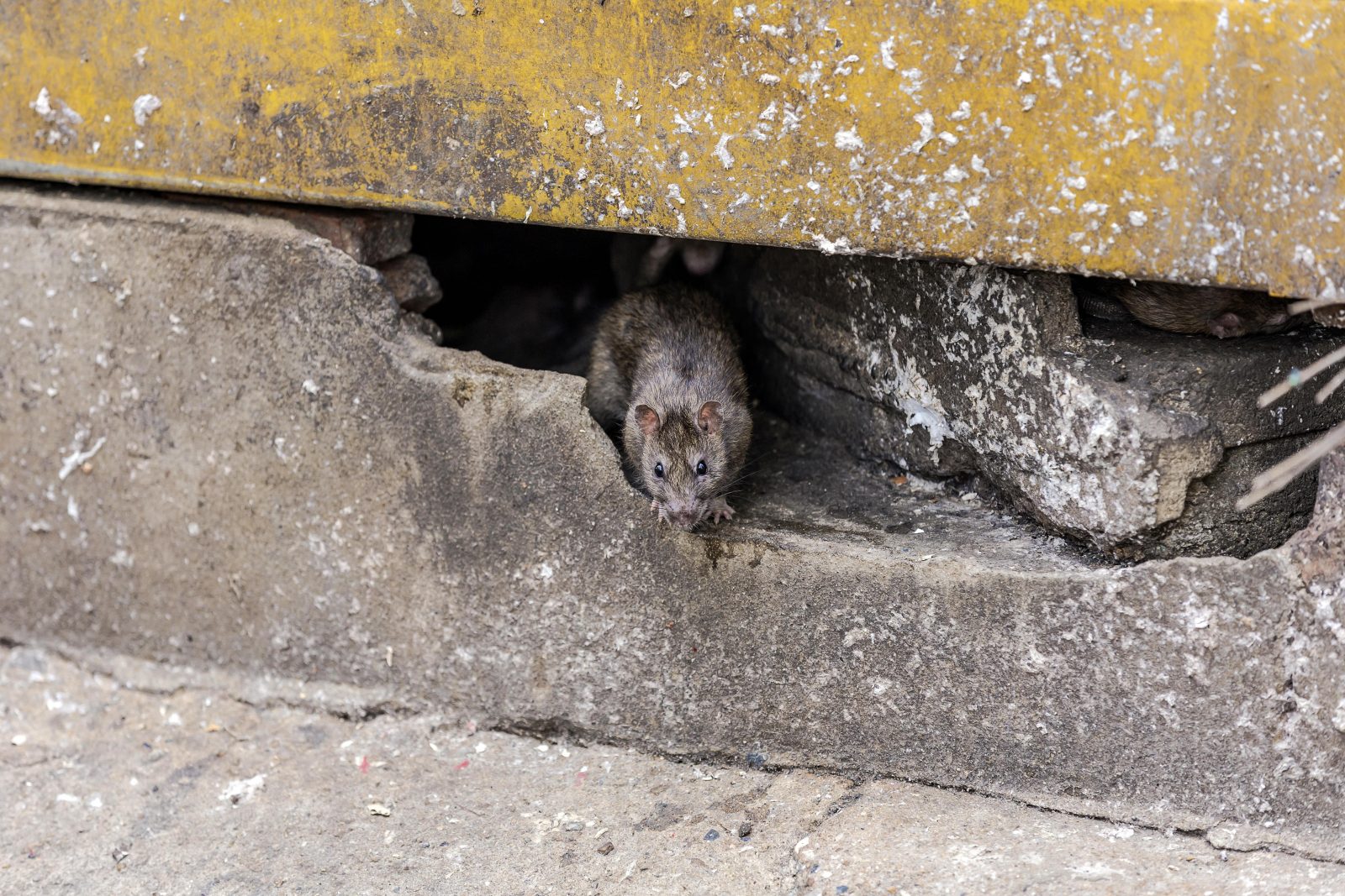 Rat control London