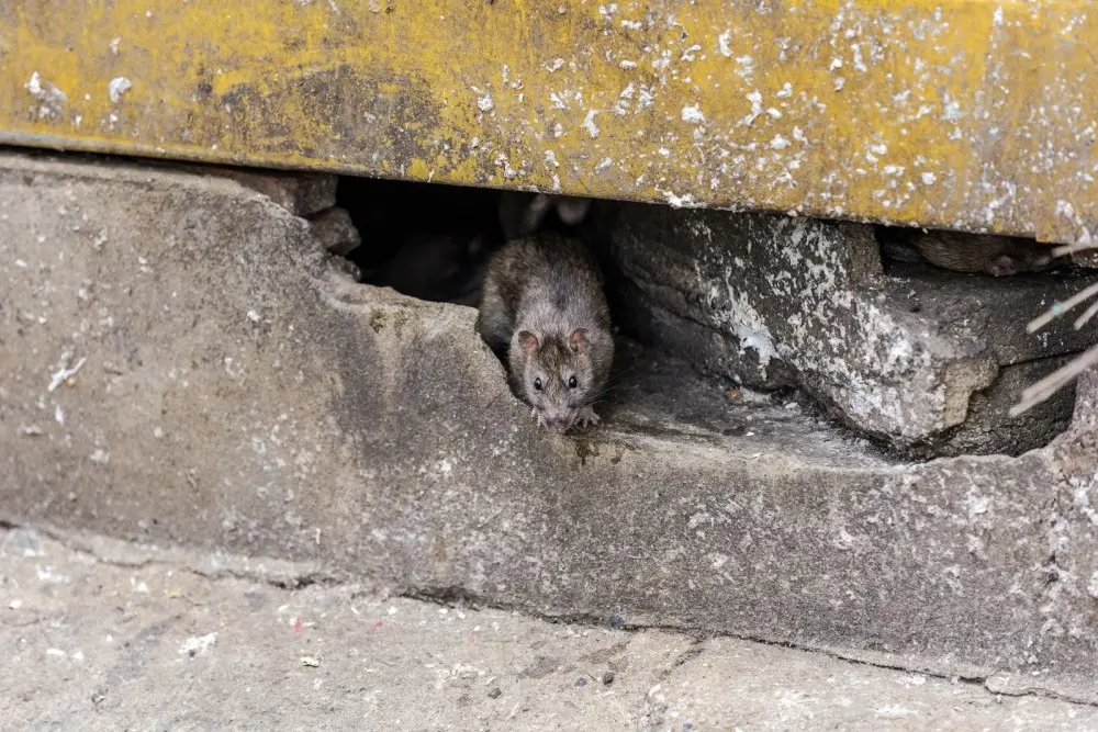 Rat control London
